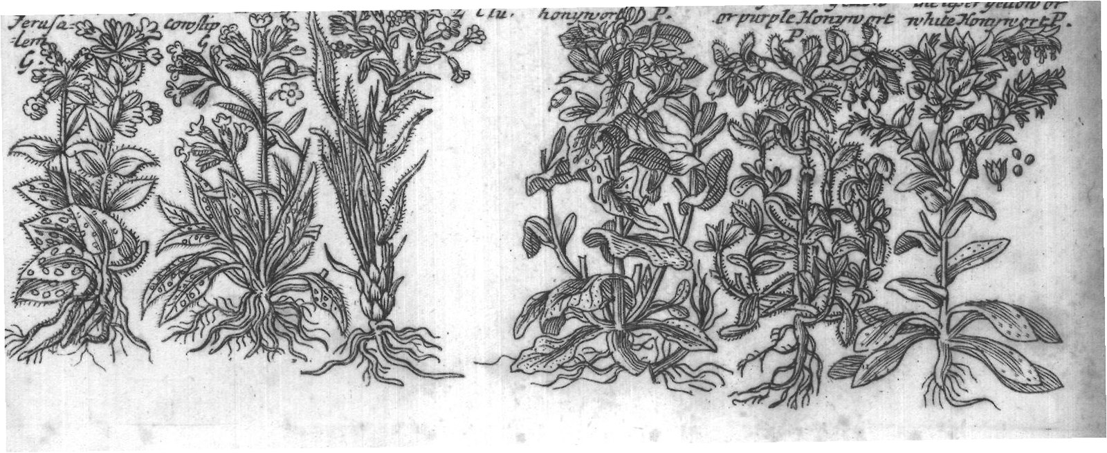 Engraved plant figure: Alkanet of Wooddy