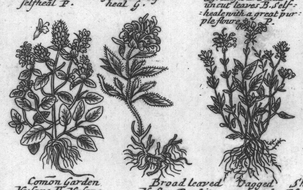 Engraved plant figure: Blen mountain