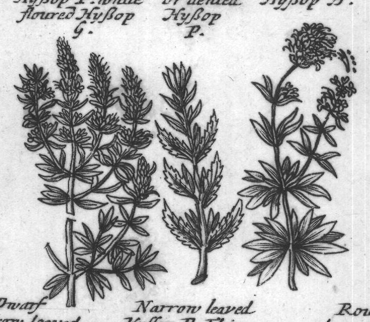 Engraved plant figure: Blen mountain