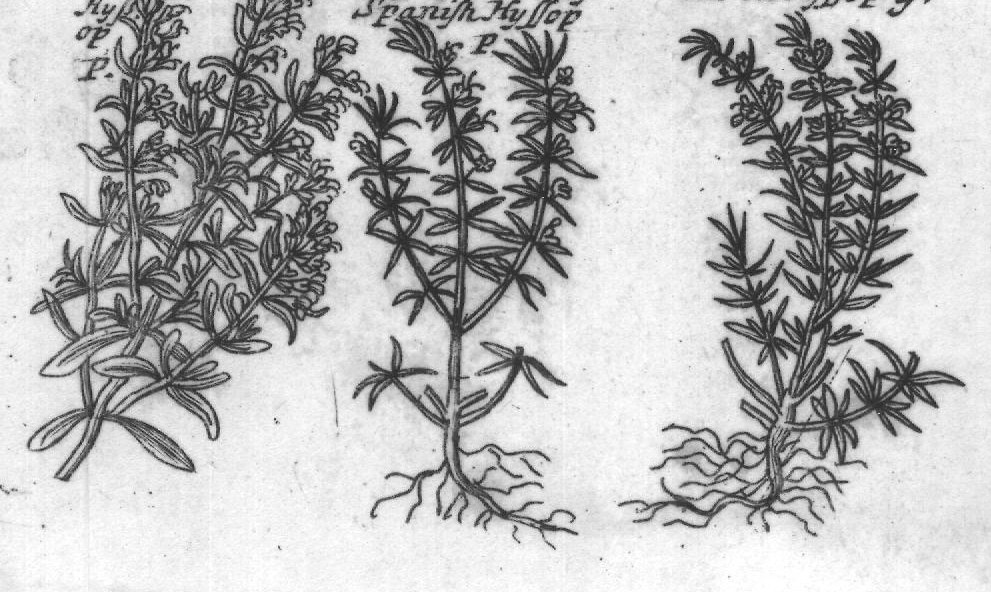Engraved plant figure: Blen mountain