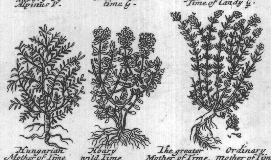 Engraved plant figure: Lavanda wit
