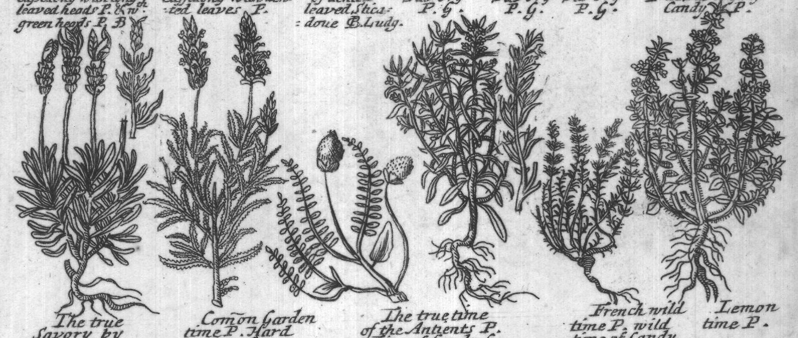 Engraved plant figure: Lavanda wit