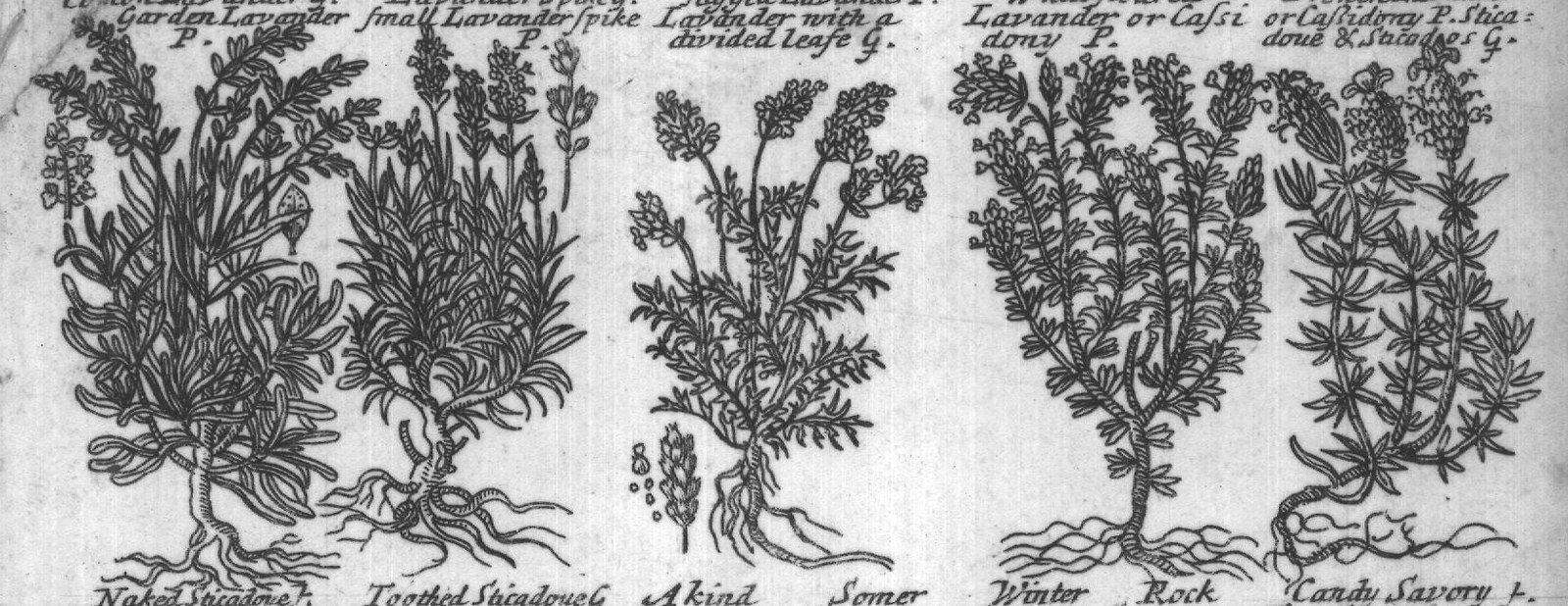 Engraved plant figure: Lavanda wit