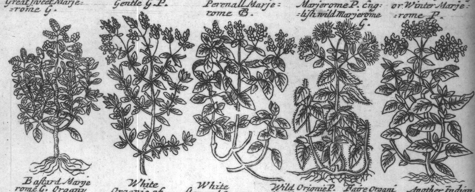 Engraved plant figure: Great fiveet Marje