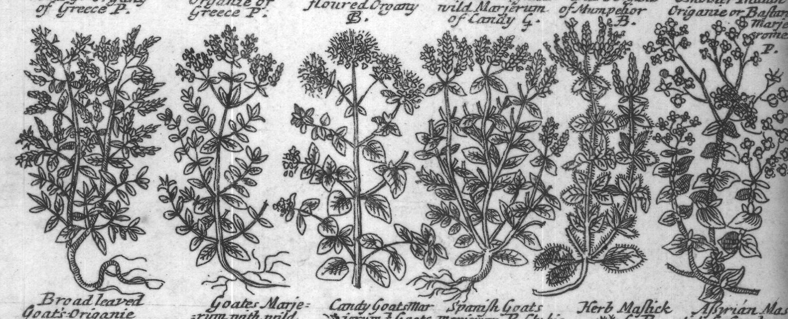Engraved plant figure: Great fiveet Marje