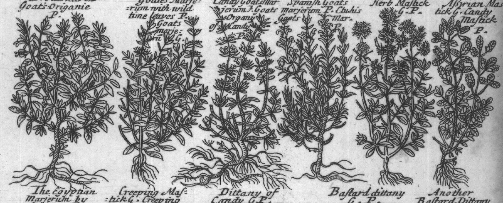 Engraved plant figure: Great fiveet Marje