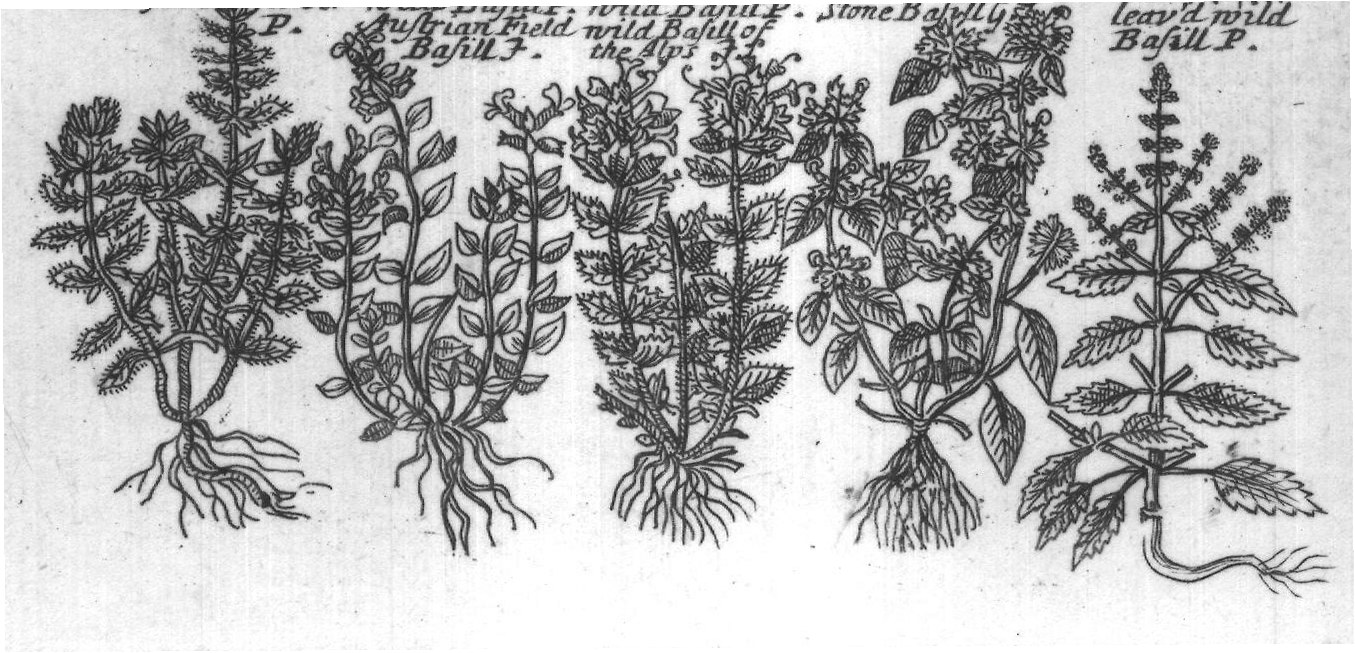 Engraved plant figure: Poley Mountain