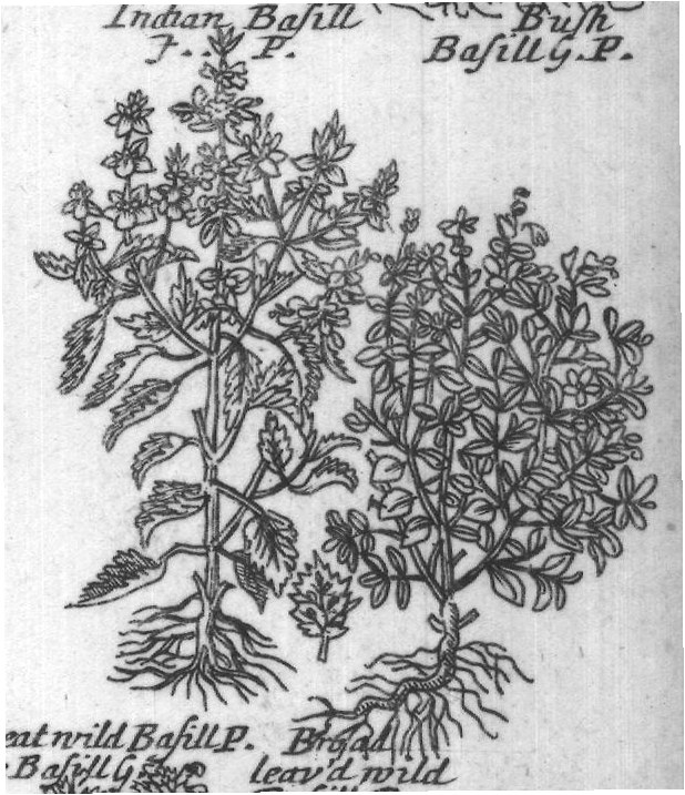 Engraved plant figure: Poley Mountain
