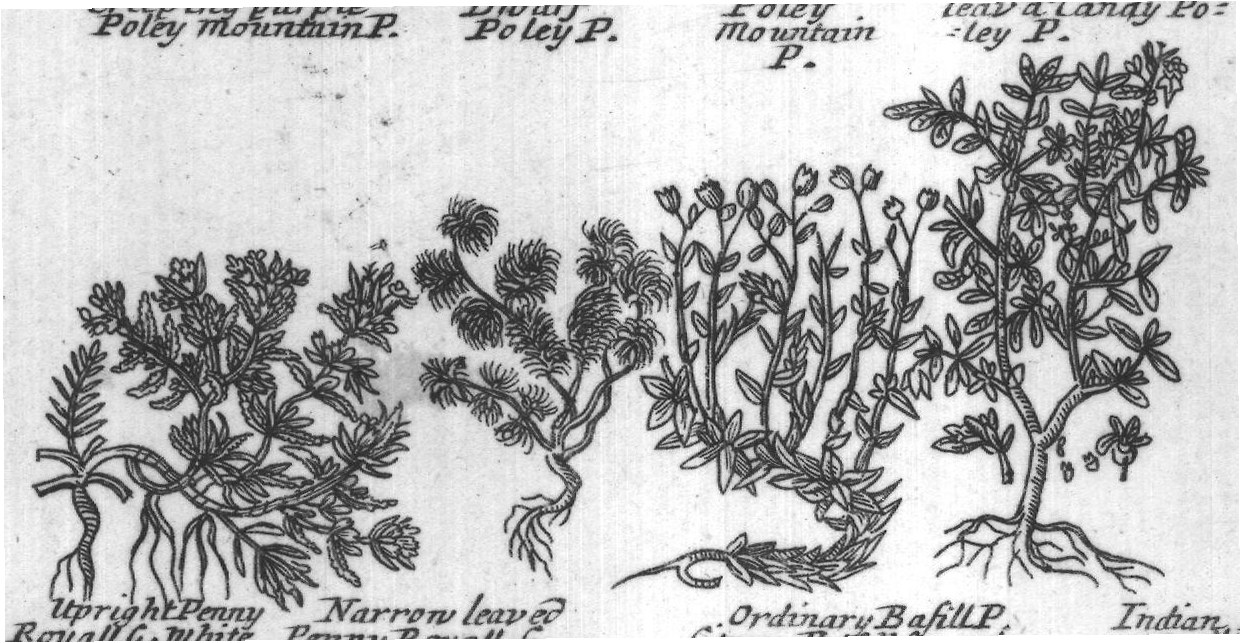 Engraved plant figure: Poley Mountain