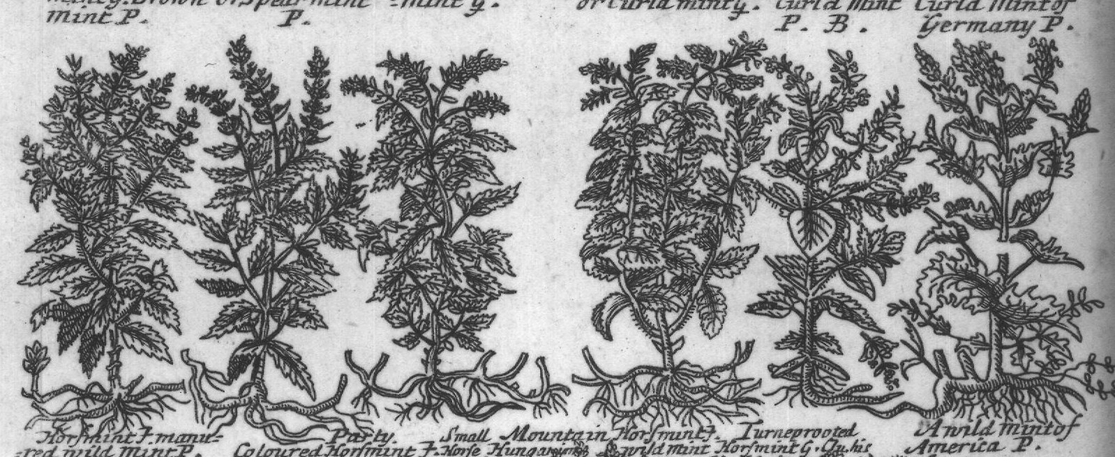 Engraved plant figure: Mint P