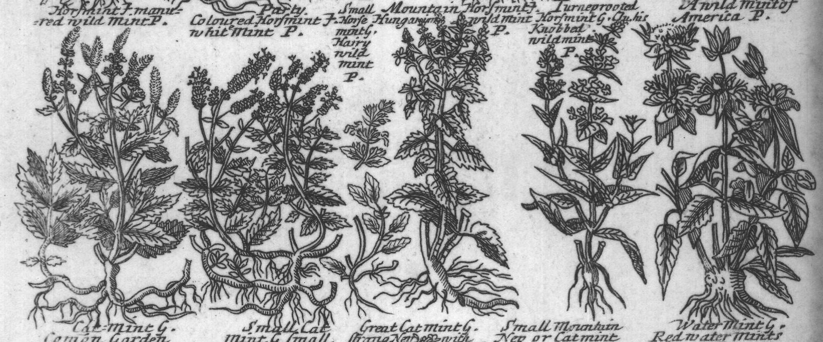 Engraved plant figure: Mint P