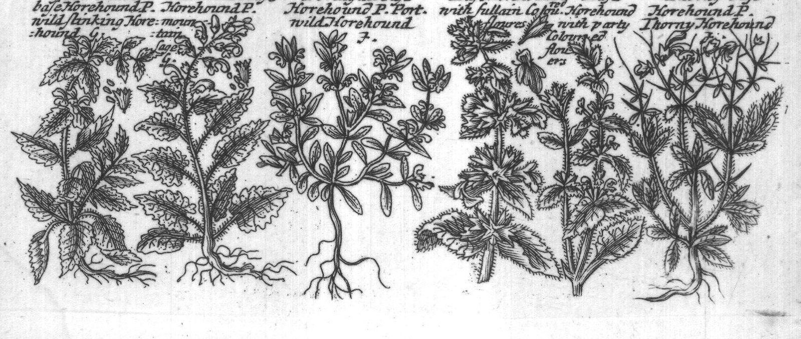 Engraved plant figure: Motherwort