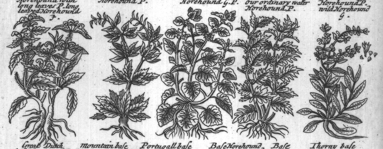 Engraved plant figure: Motherwort