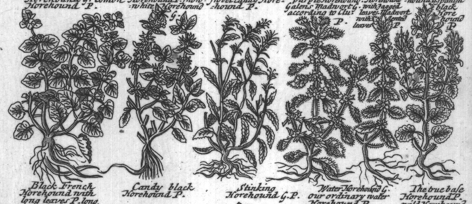 Engraved plant figure: Motherwort