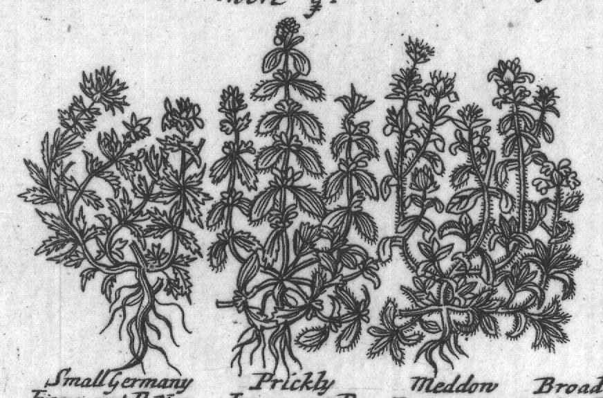 Engraved plant figure: Jues Iron- Small Jues