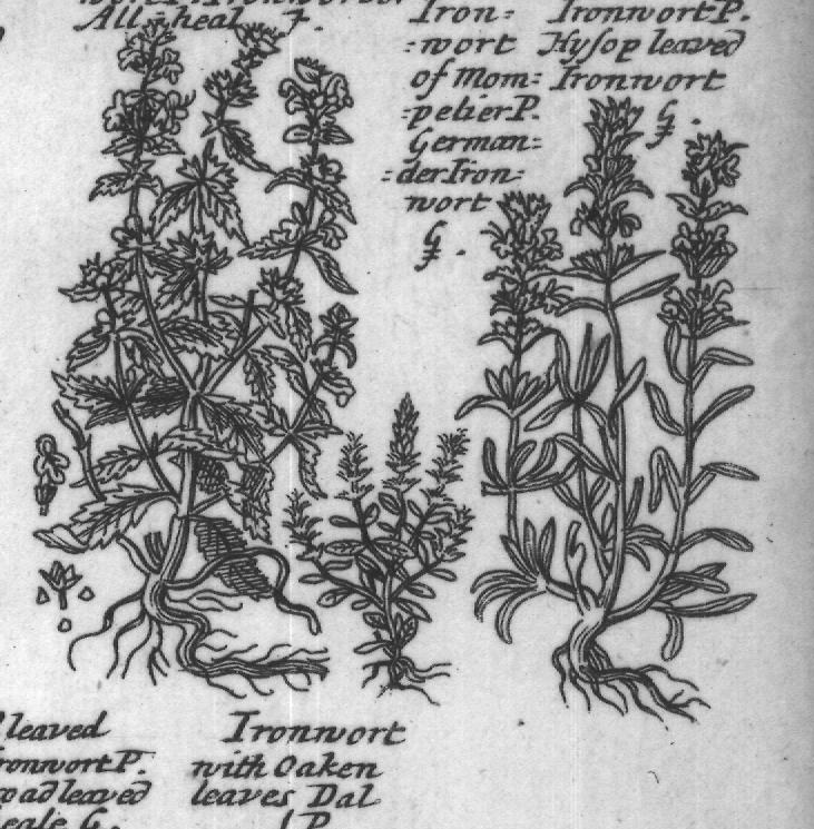 Engraved plant figure: Jues Iron- Small Jues