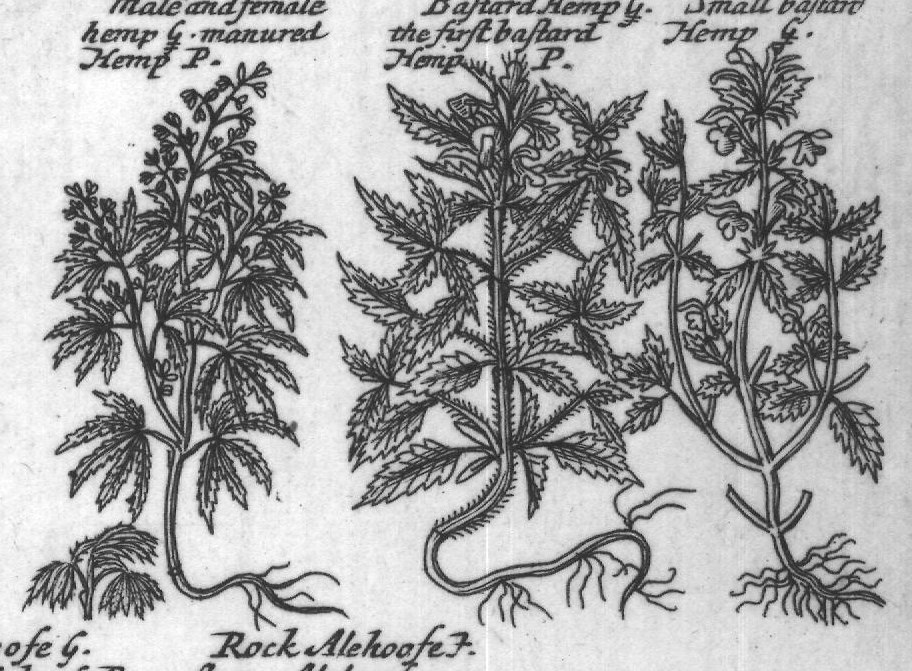 Engraved plant figure: Jues Iron- Small Jues
