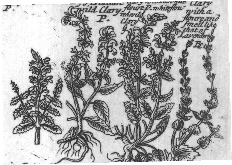 Engraved plant figure: Ordinary