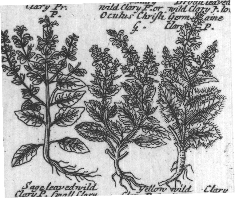 Engraved plant figure: Ordinary