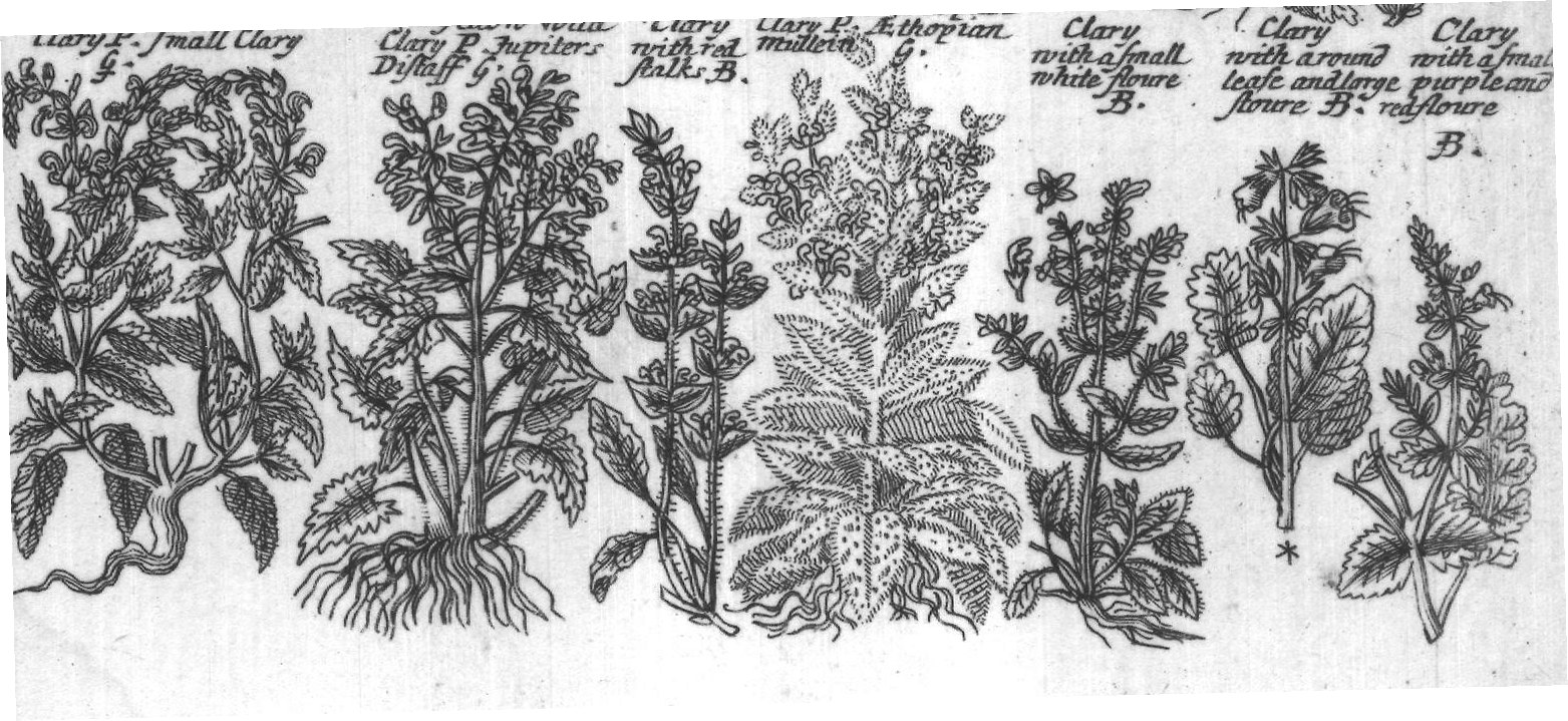 Engraved plant figure: Ordinary