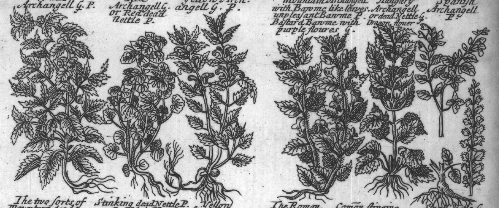 Engraved plant figure: White