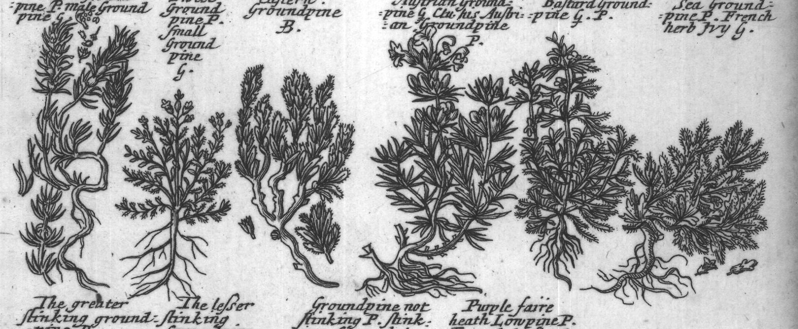 Engraved plant figure: White