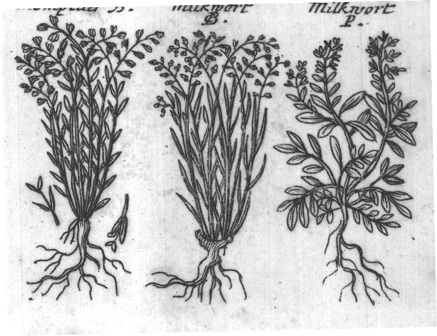 Engraved plant figure: Water