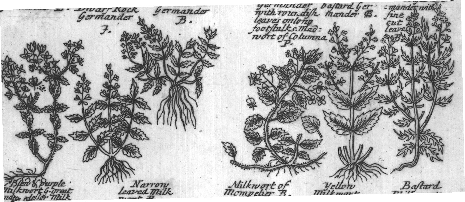 Engraved plant figure: Water