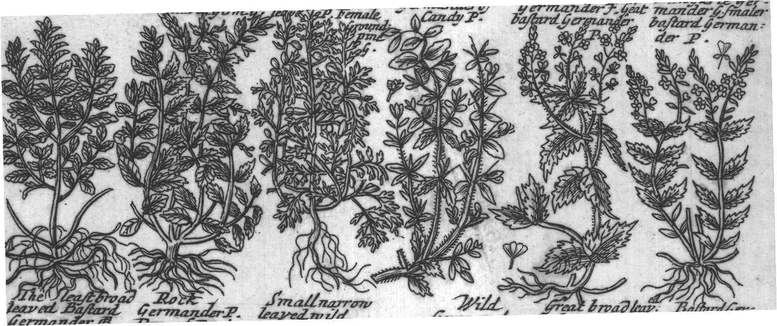 Engraved plant figure: Water