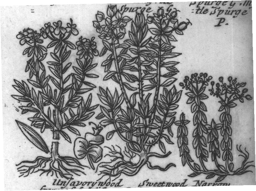 Engraved plant figure: Tree Spurge P