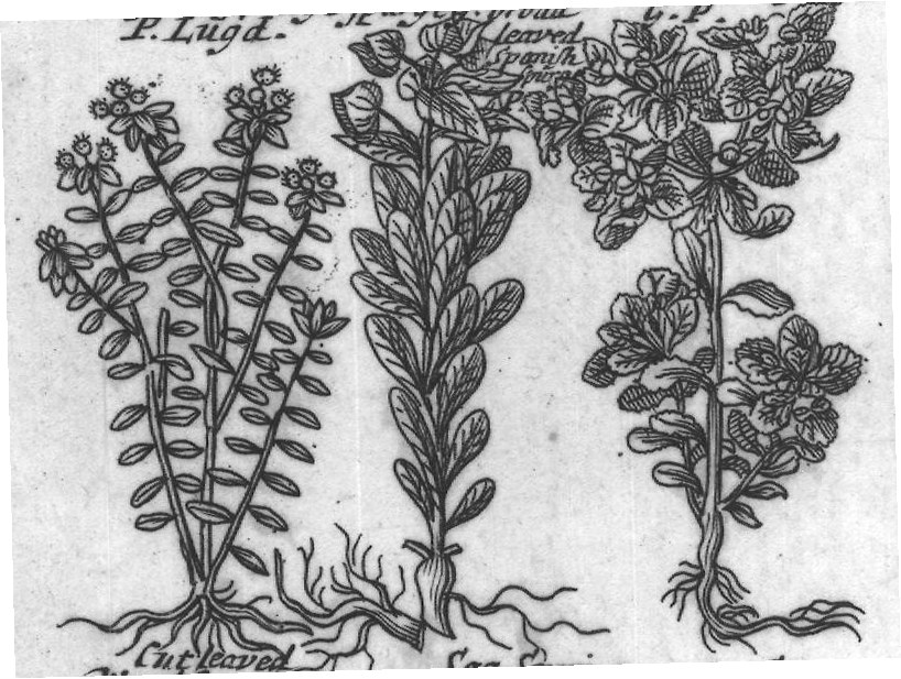 Engraved plant figure: Tree Spurge P