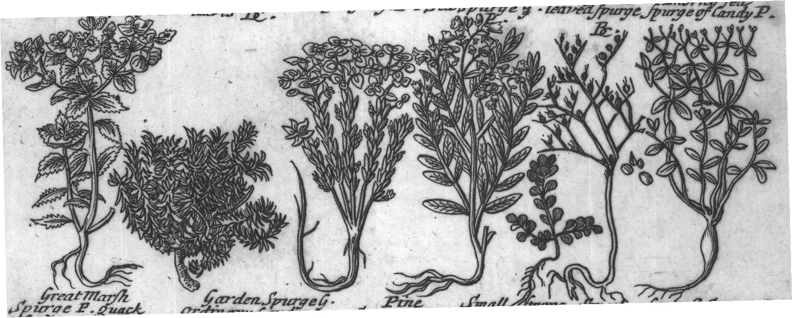 Engraved plant figure: Tree Spurge P