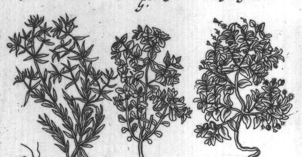 Engraved plant figure: Small Annual