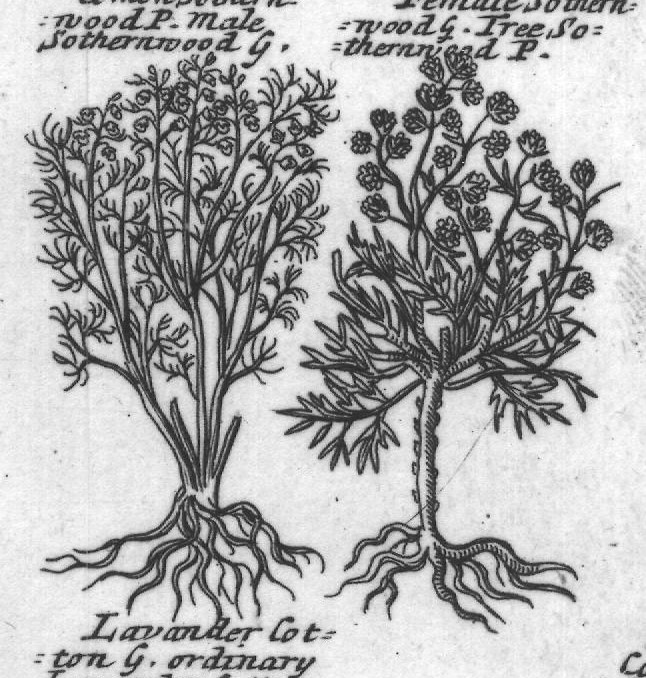 Engraved plant figure: Broad leaved worm-