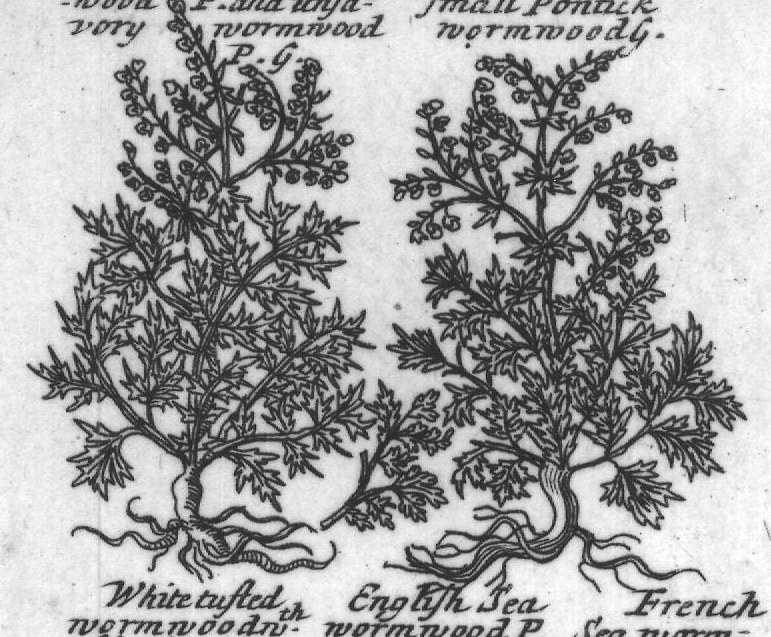 Engraved plant figure: Broad leaved worm-