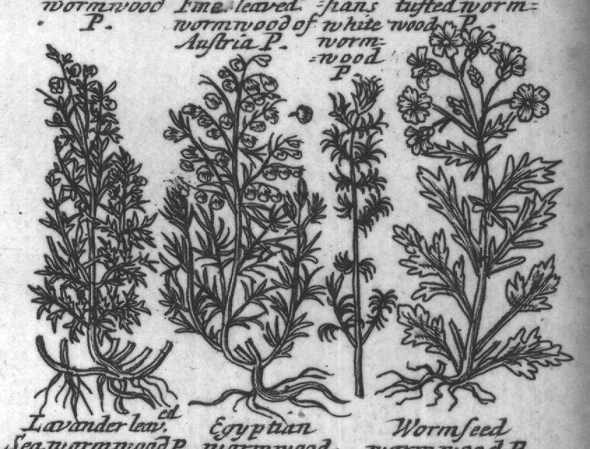 Engraved plant figure: Broad leaved worm-