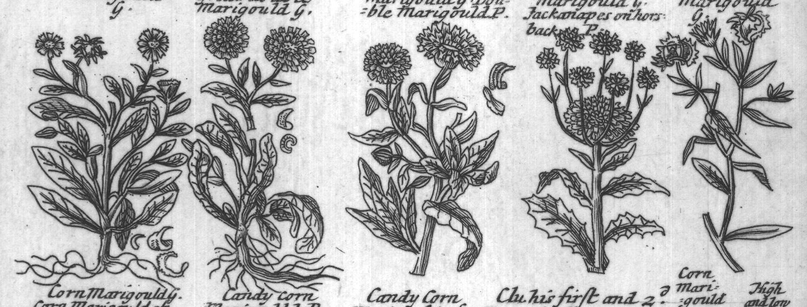 Engraved plant figure: Marigouldand