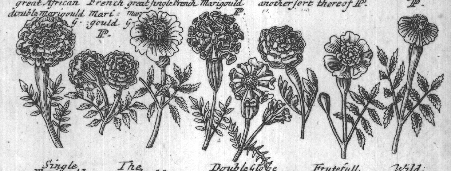 Engraved plant figure: Marigouldand