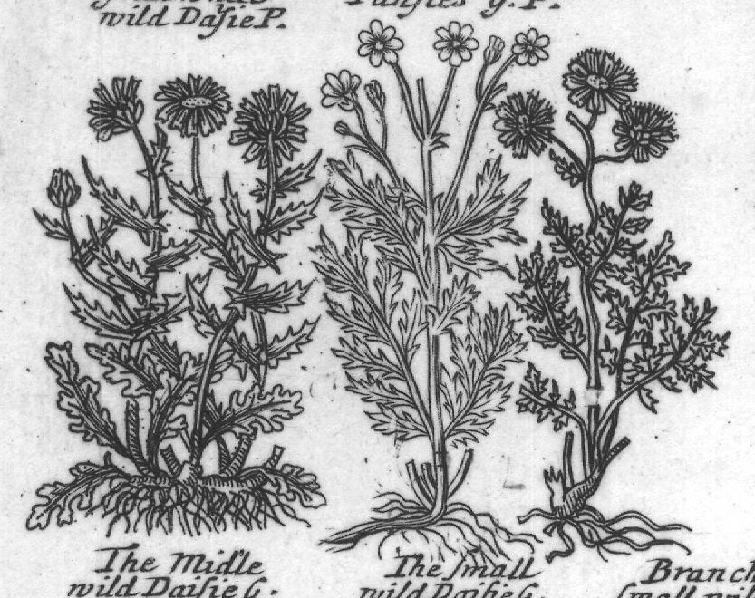 Engraved plant figure: Dafies with Ianfie