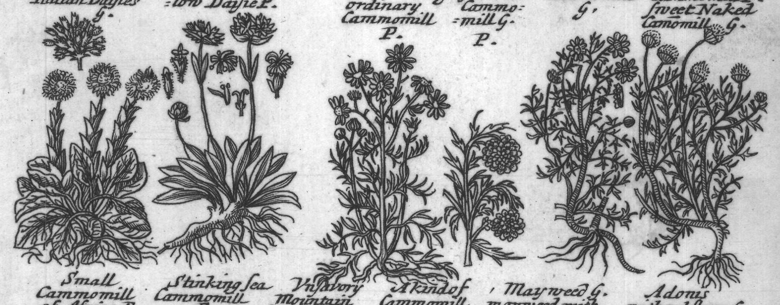 Engraved plant figure: Dafies with Ianfie