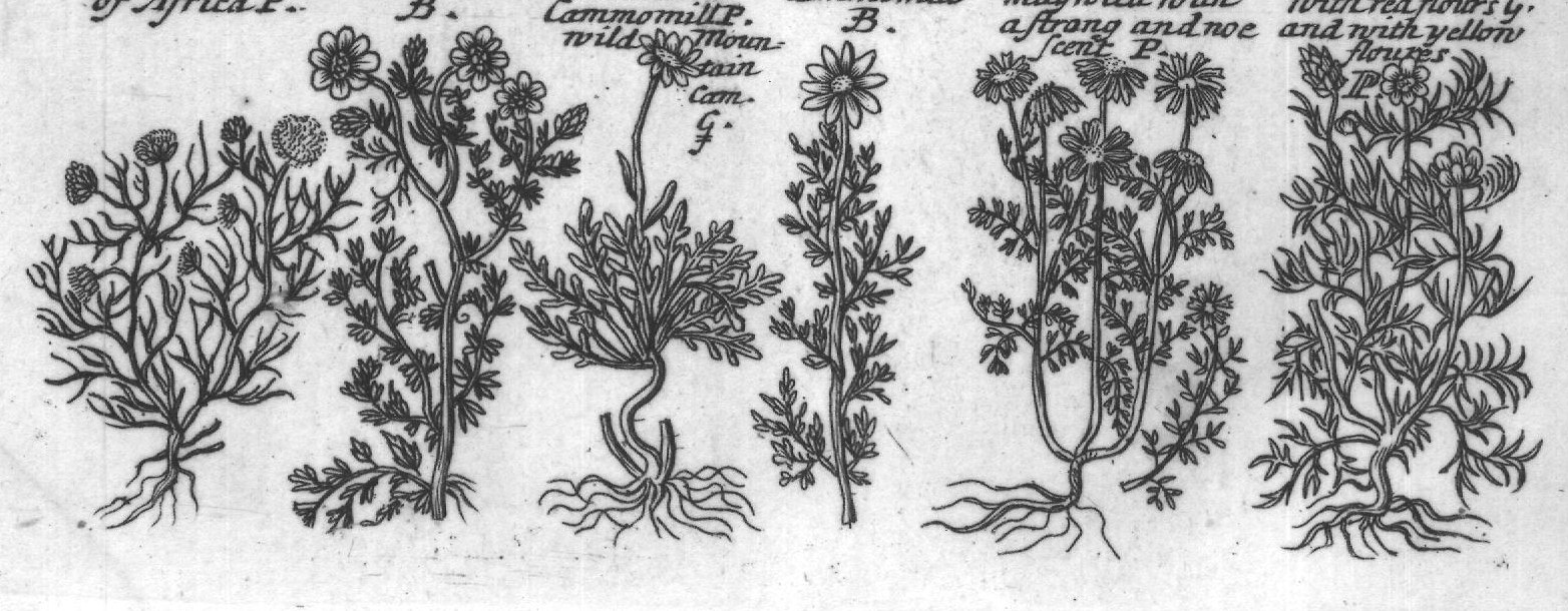 Engraved plant figure: Dafies with Ianfie