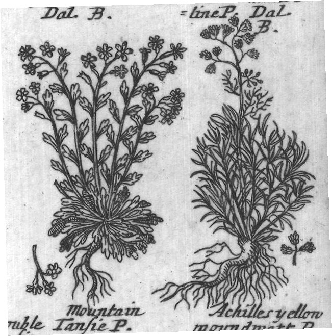 Engraved plant figure: Fine leaved