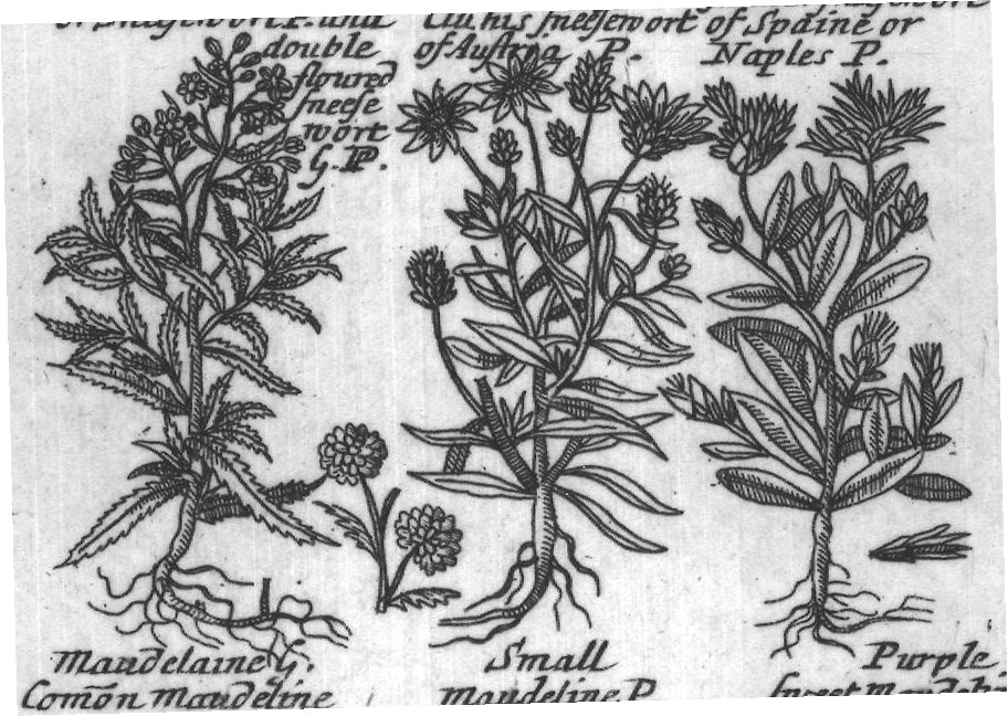 Engraved plant figure: Fine leaved