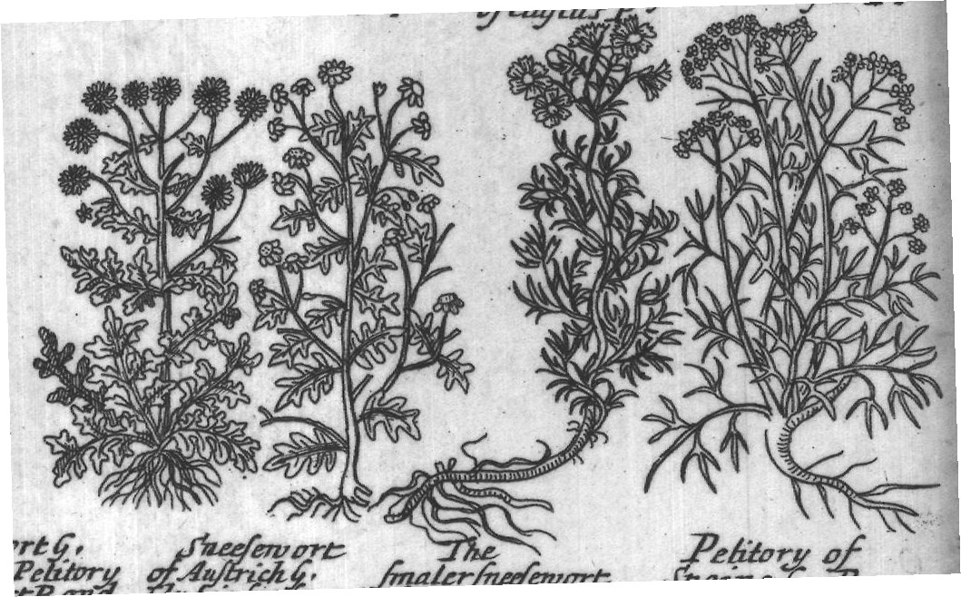 Engraved plant figure: Fine leaved
