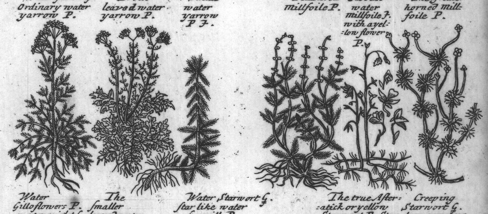 Engraved plant figure: Comon yarrow G