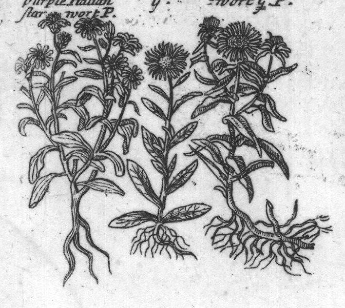 Engraved plant figure: Comon yarrow G