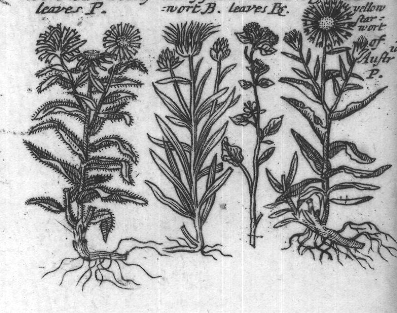 Engraved plant figure: Comon yarrow G