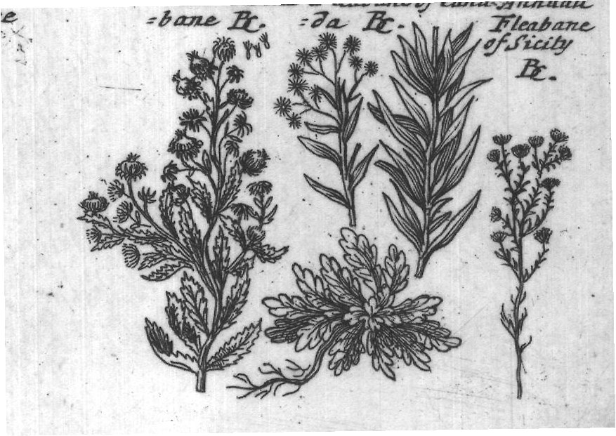 Engraved plant figure: Purple