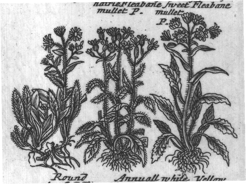 Engraved plant figure: Purple