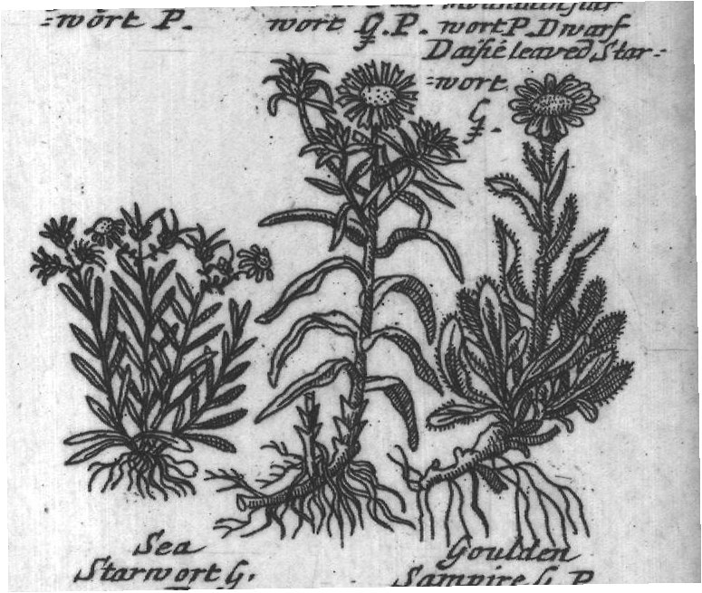 Engraved plant figure: Purple